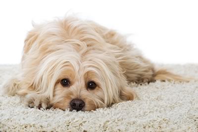 Residential Cleaning Services - Carpet Cleaning Services